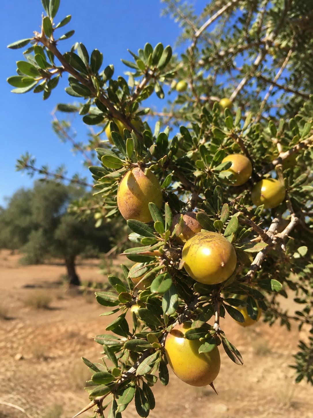 Argan