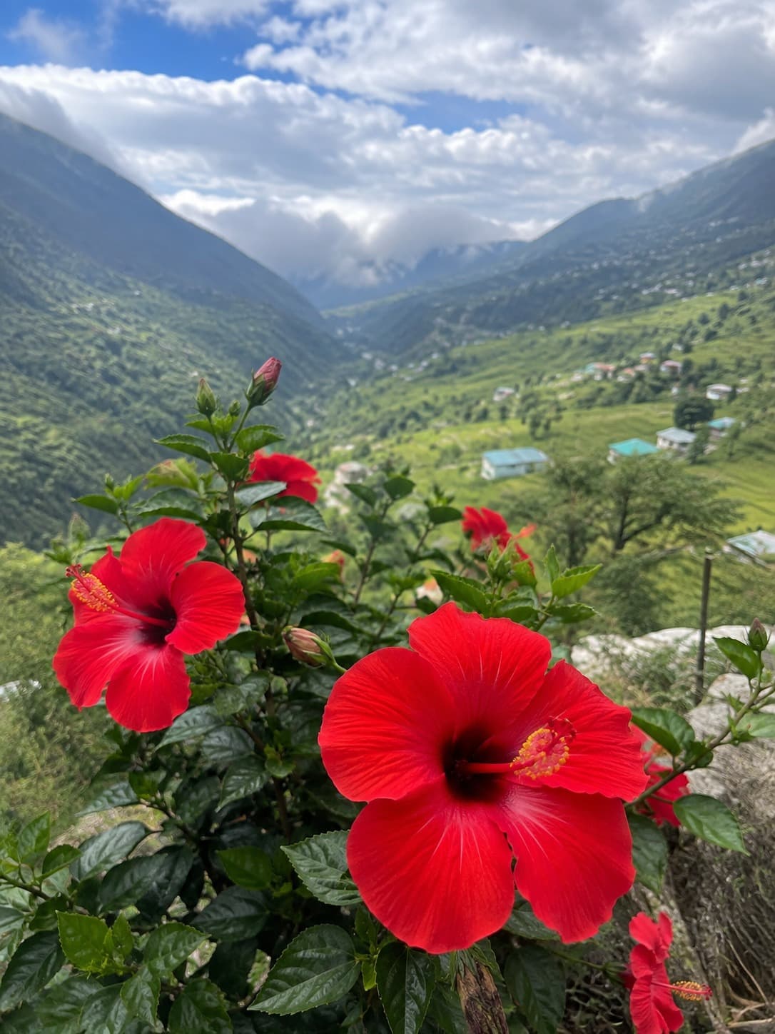 Hibiscus