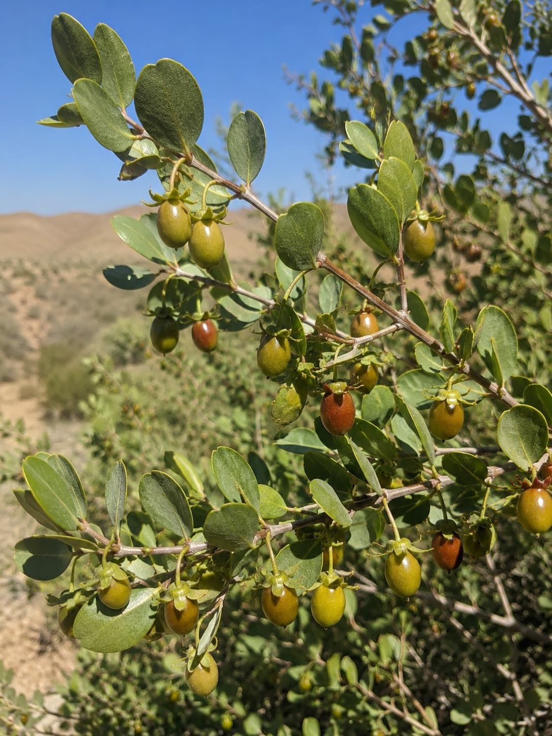 Jojoba