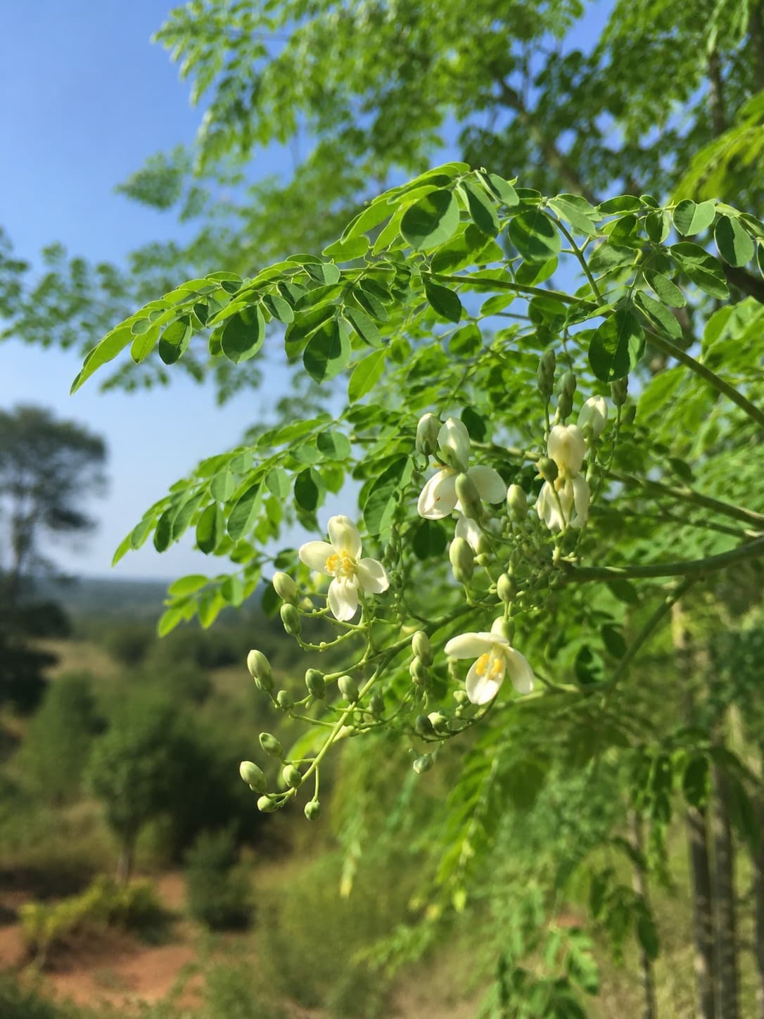 Moringa