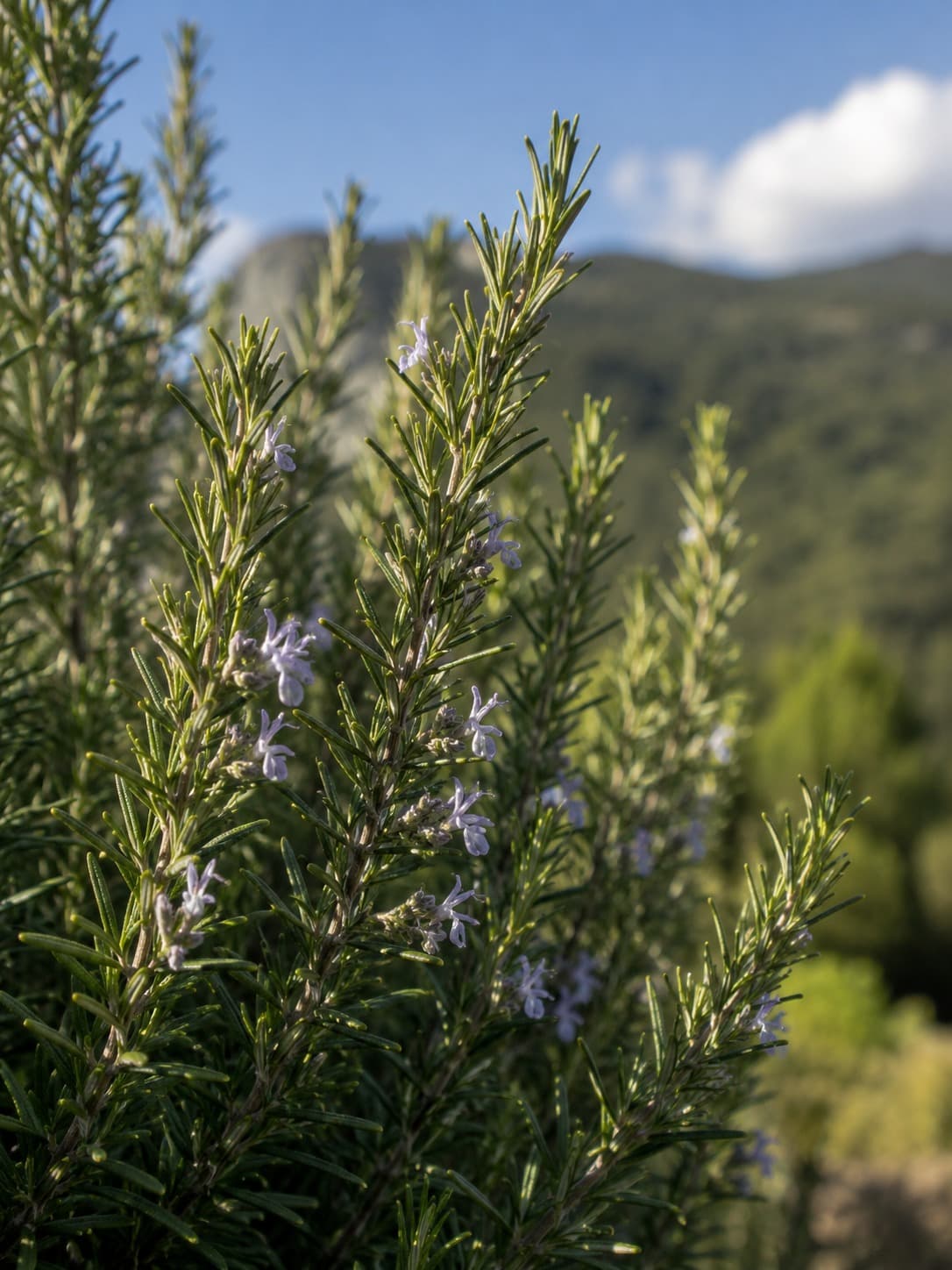 Rosemary