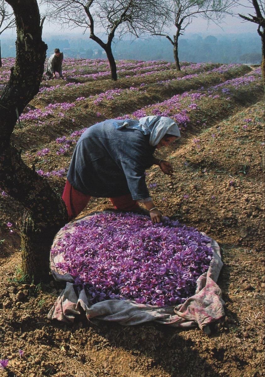 Saffron harvest, Kashmir